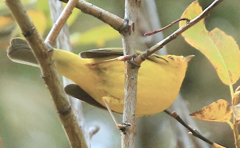 Wilson's Warbler - ML643738482