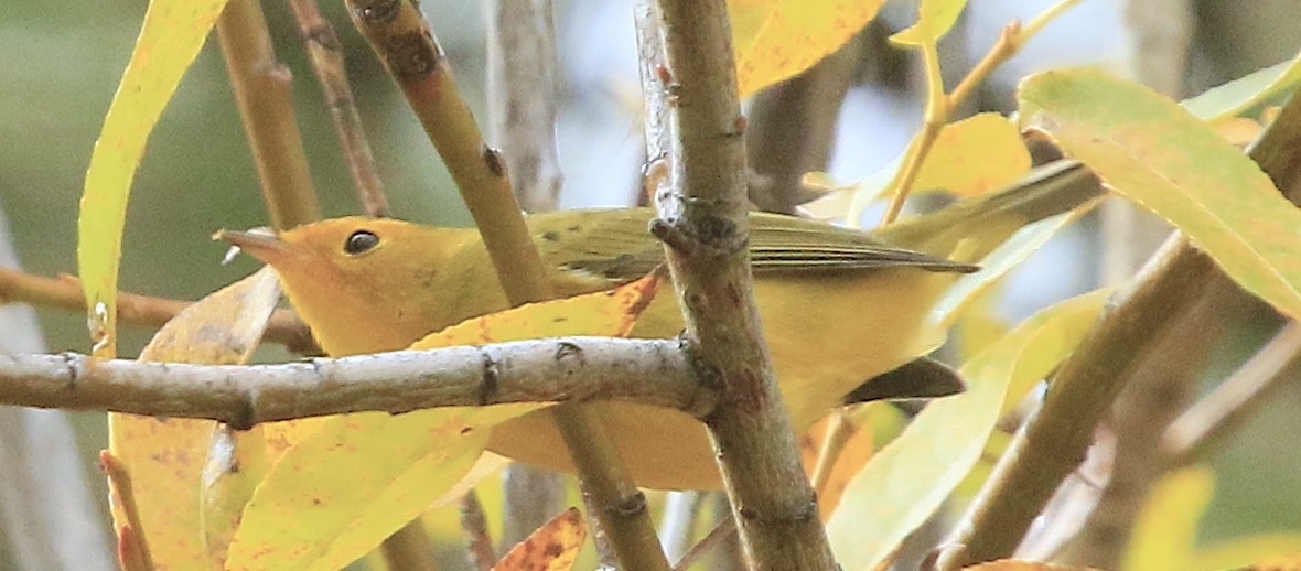 Wilson's Warbler - ML643738483