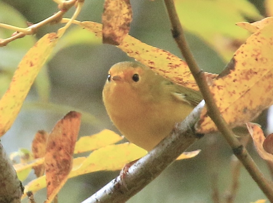 Wilson's Warbler - ML643738484