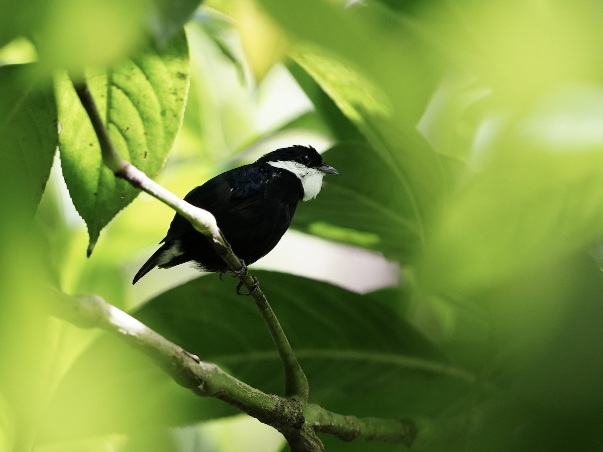 シロエリマイコドリ - ML643738485