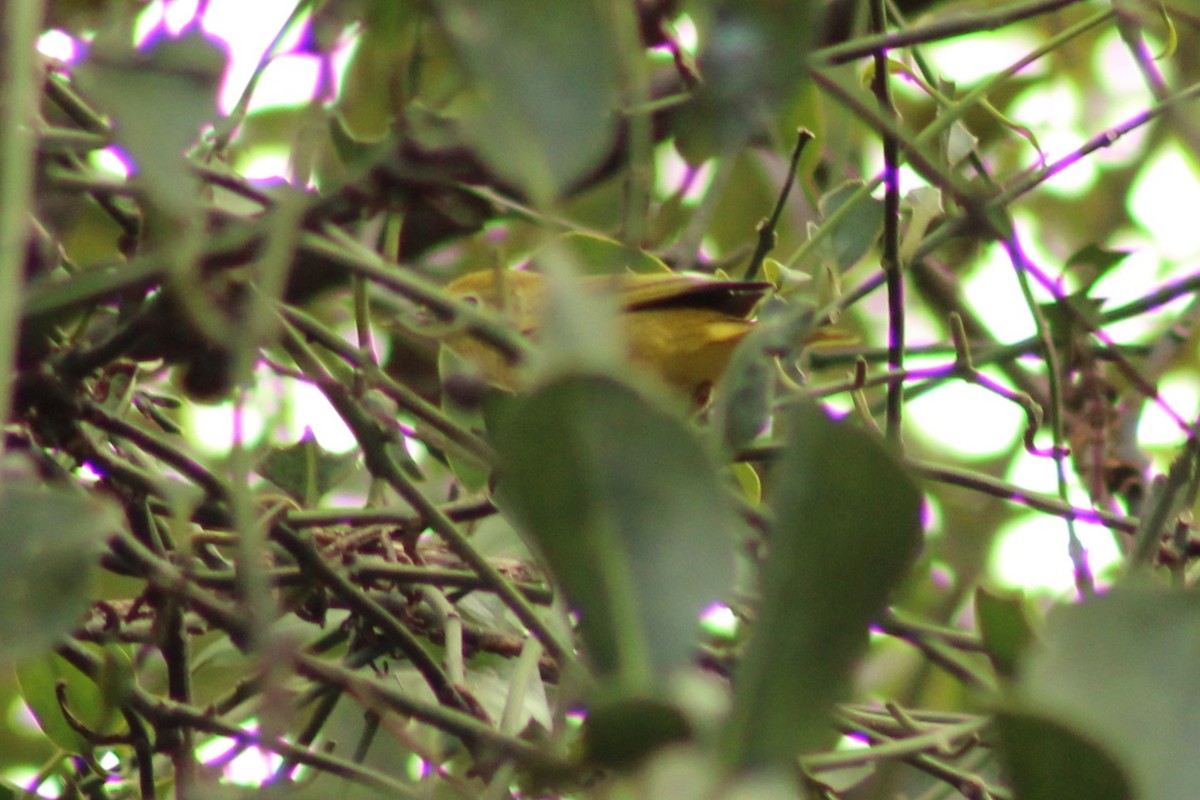 Yellow Warbler - ML643738492
