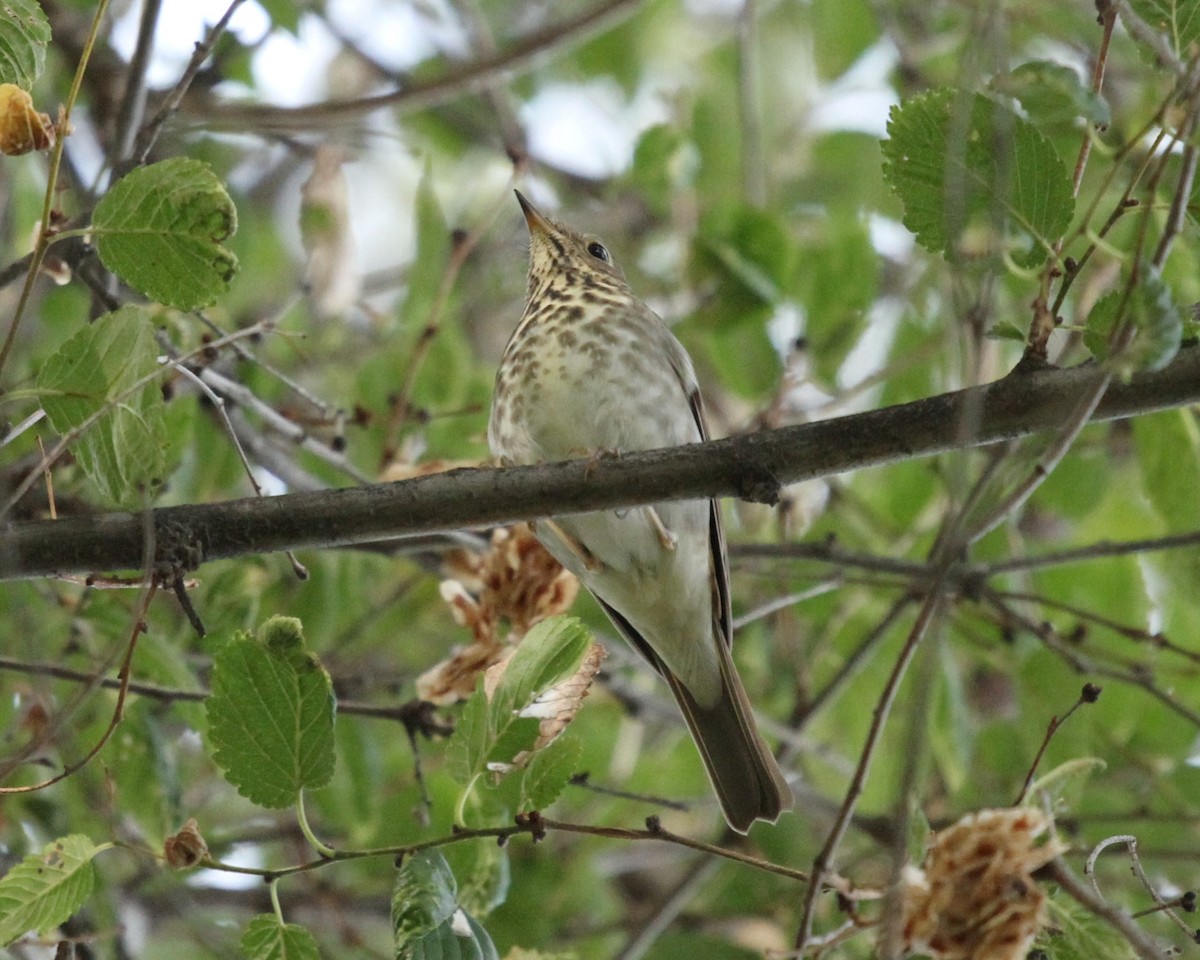 Hermit Thrush - ML643738493