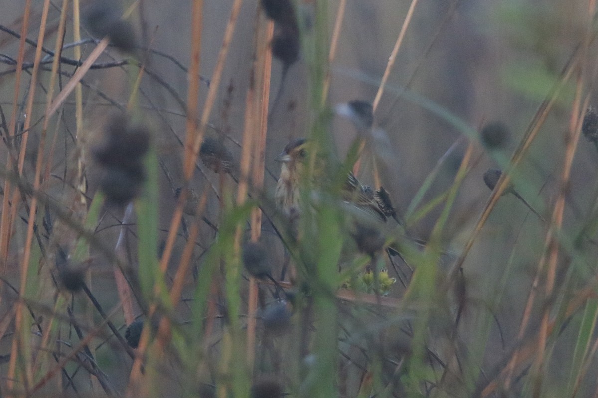 Nelson's Sparrow - ML643738499