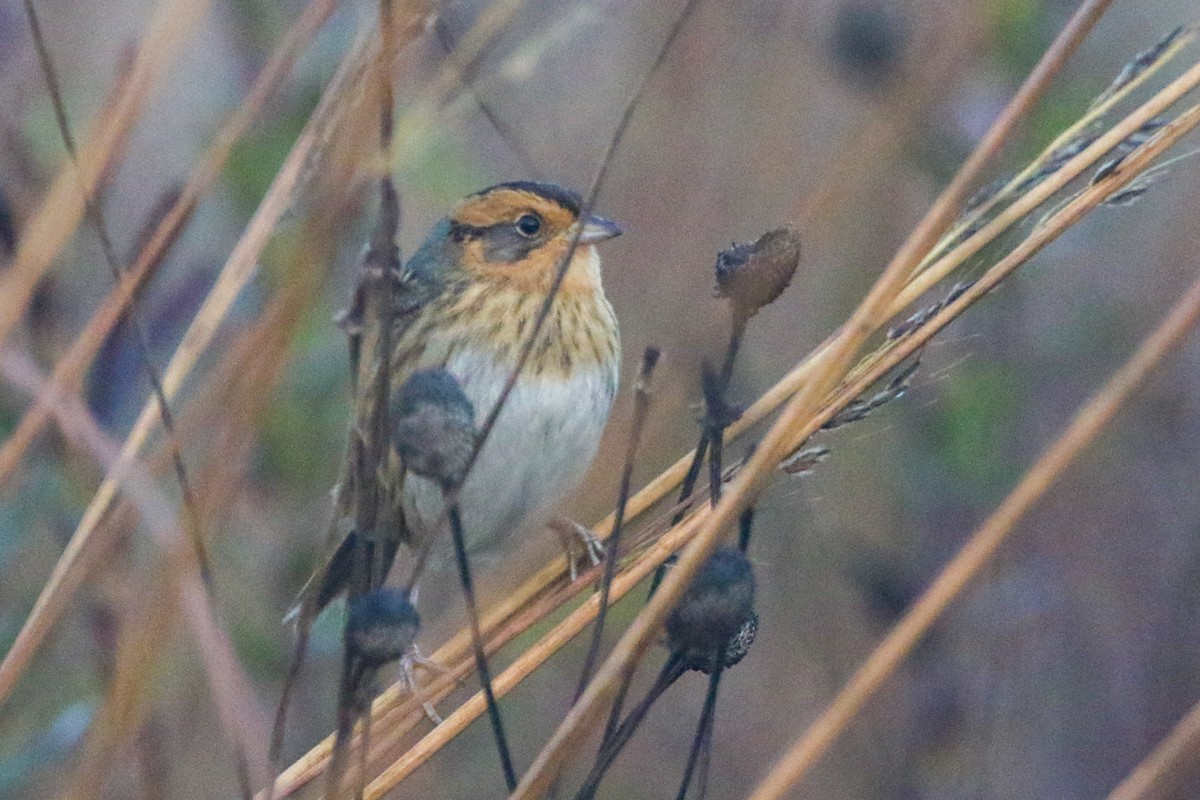 Nelson's Sparrow - ML643738500