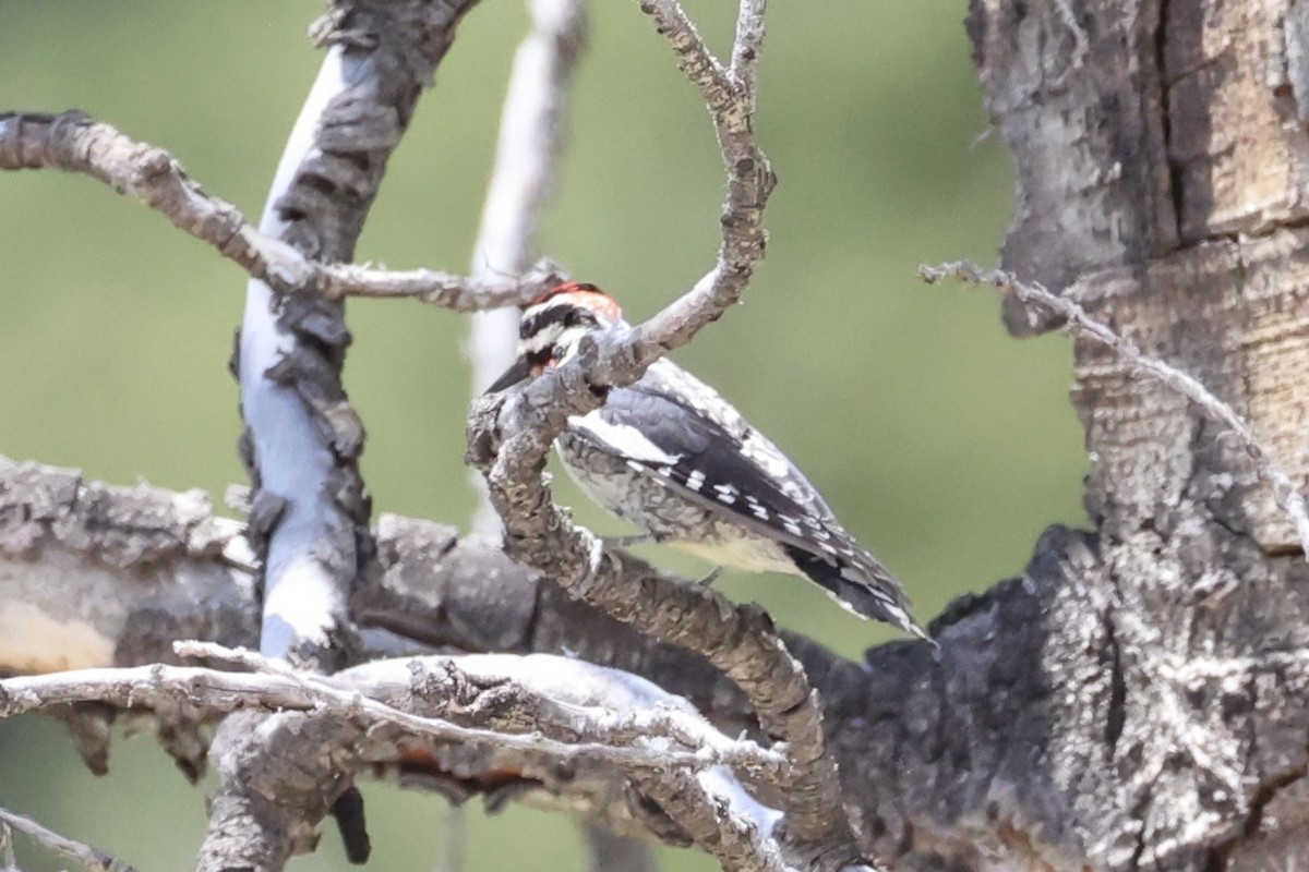 Red-naped Sapsucker - ML643738501