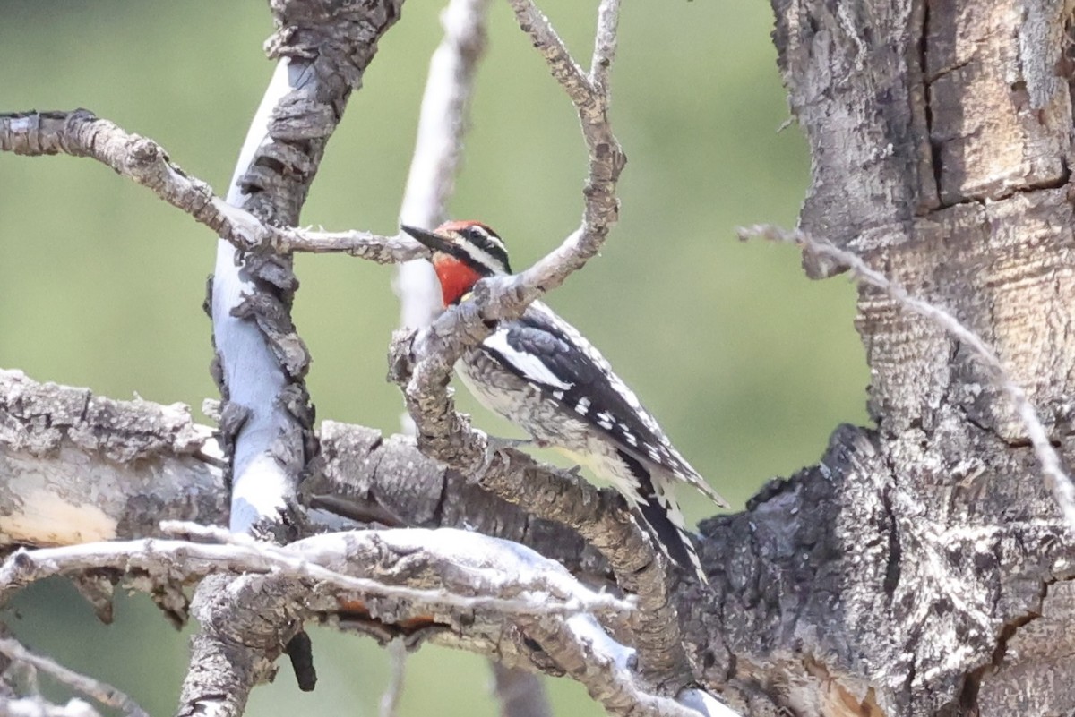 Red-naped Sapsucker - ML643738502