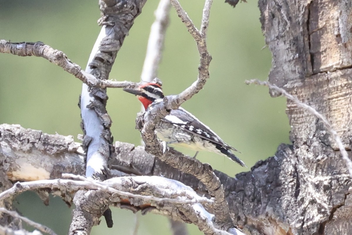 Red-naped Sapsucker - ML643738503
