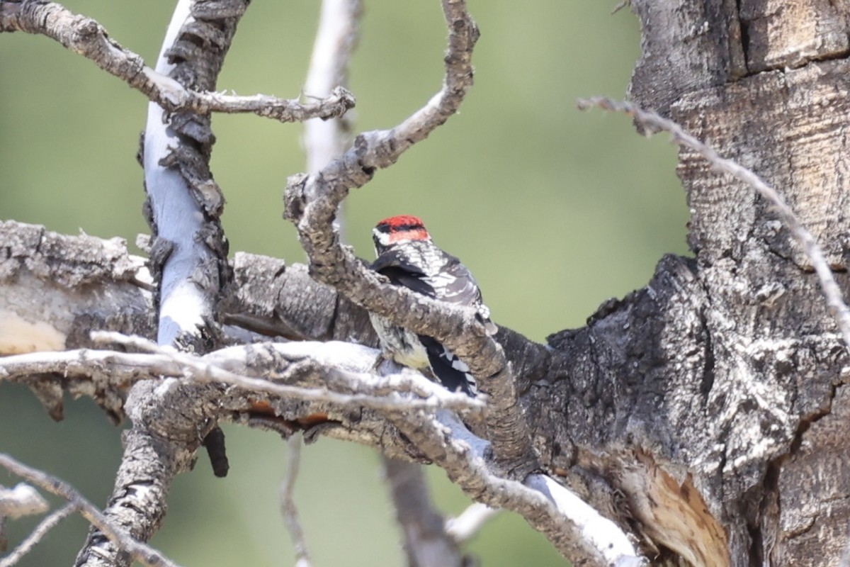 Red-naped Sapsucker - ML643738504