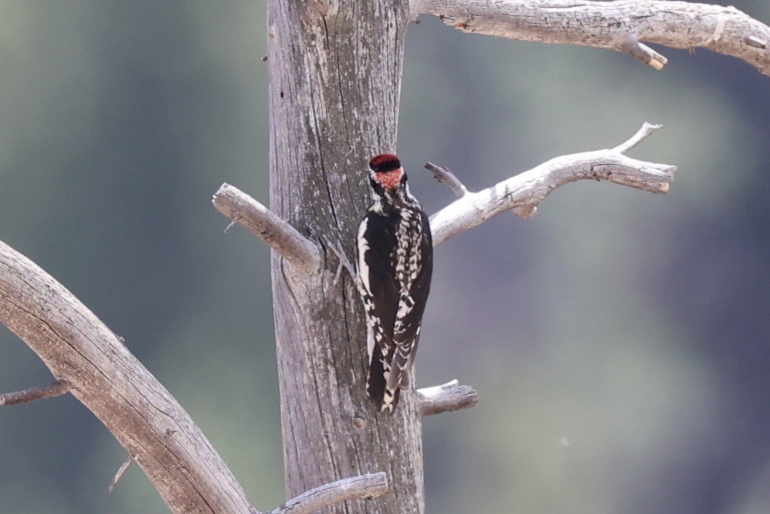 Red-naped Sapsucker - ML643738505