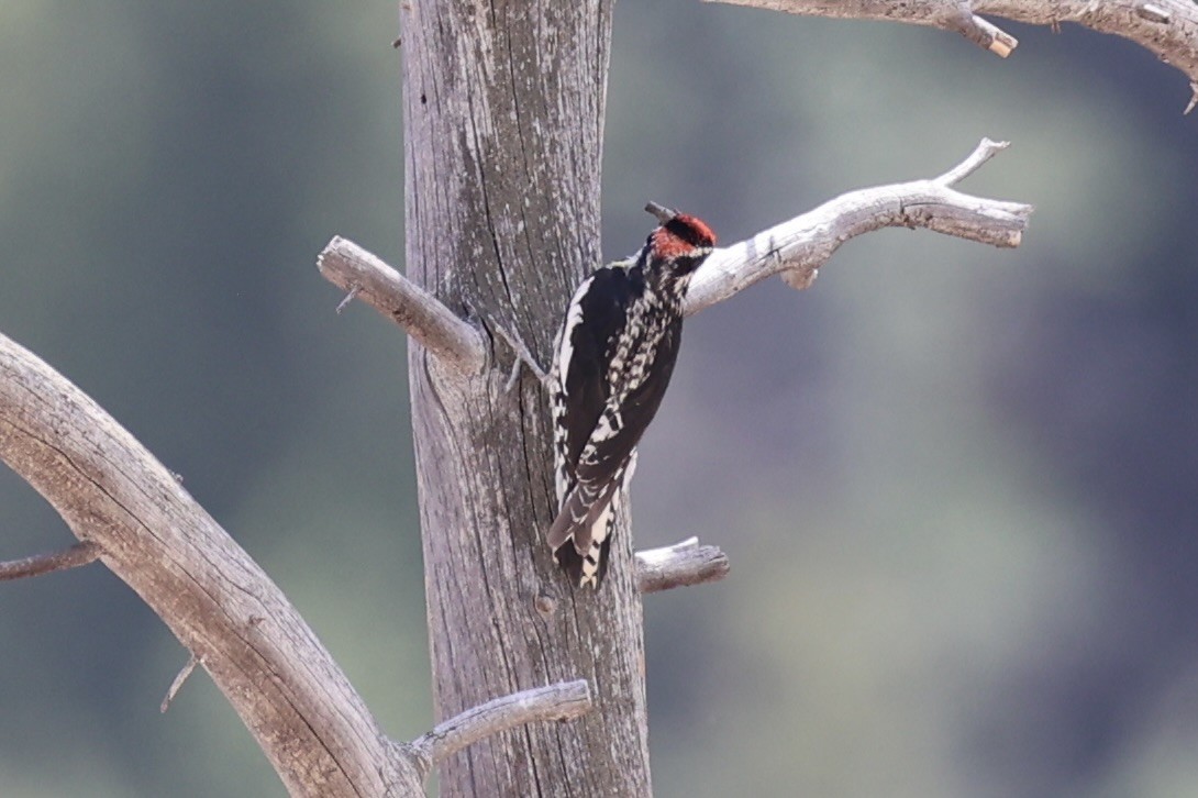 Red-naped Sapsucker - ML643738506