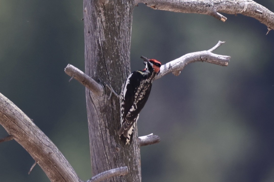 Red-naped Sapsucker - ML643738507