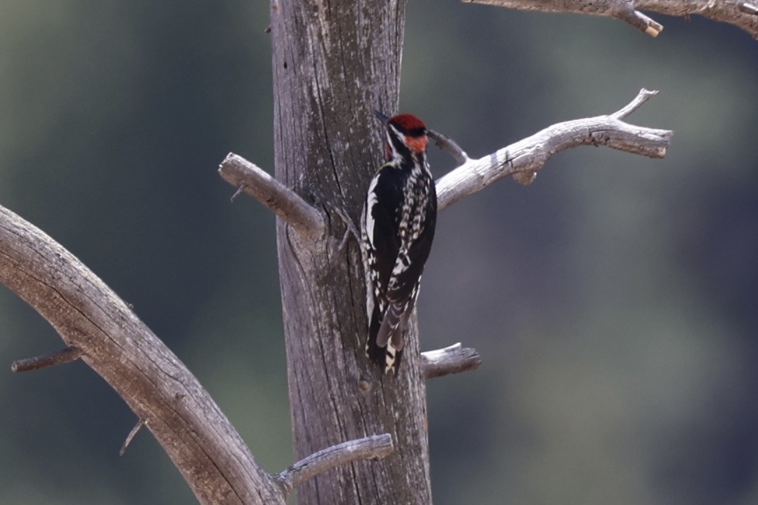 Red-naped Sapsucker - ML643738508