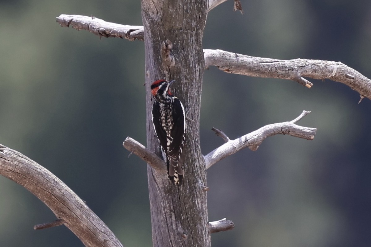 Red-naped Sapsucker - ML643738509