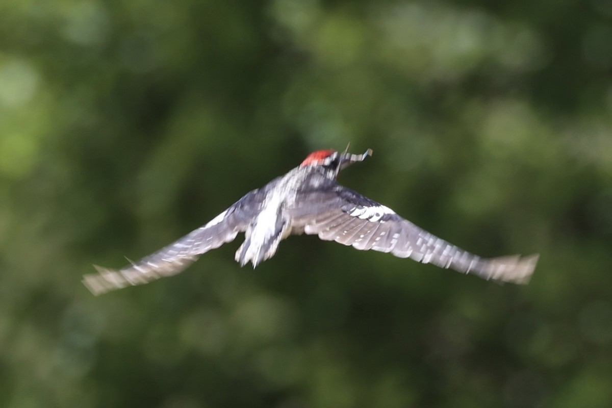 Red-naped Sapsucker - ML643738510
