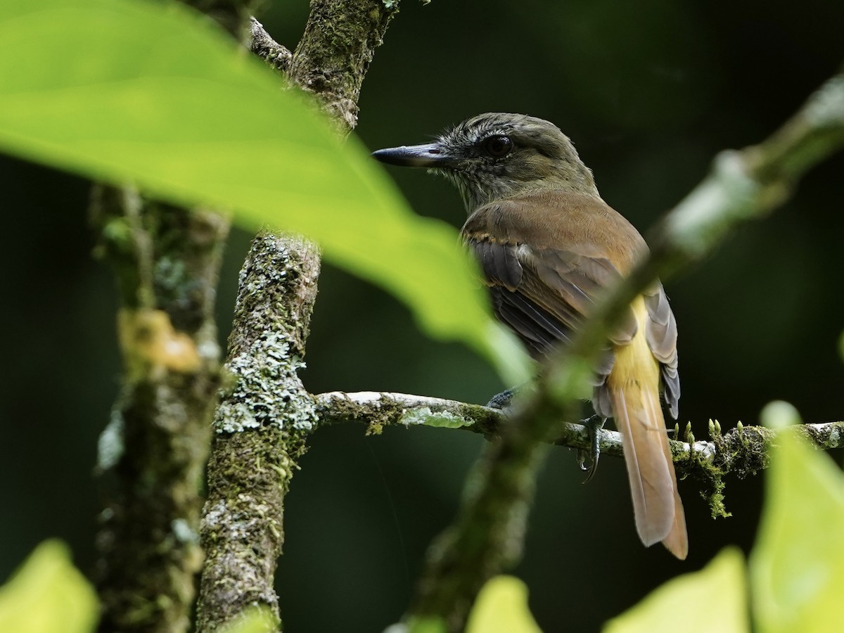 カギハシタイランチョウ - ML643738514