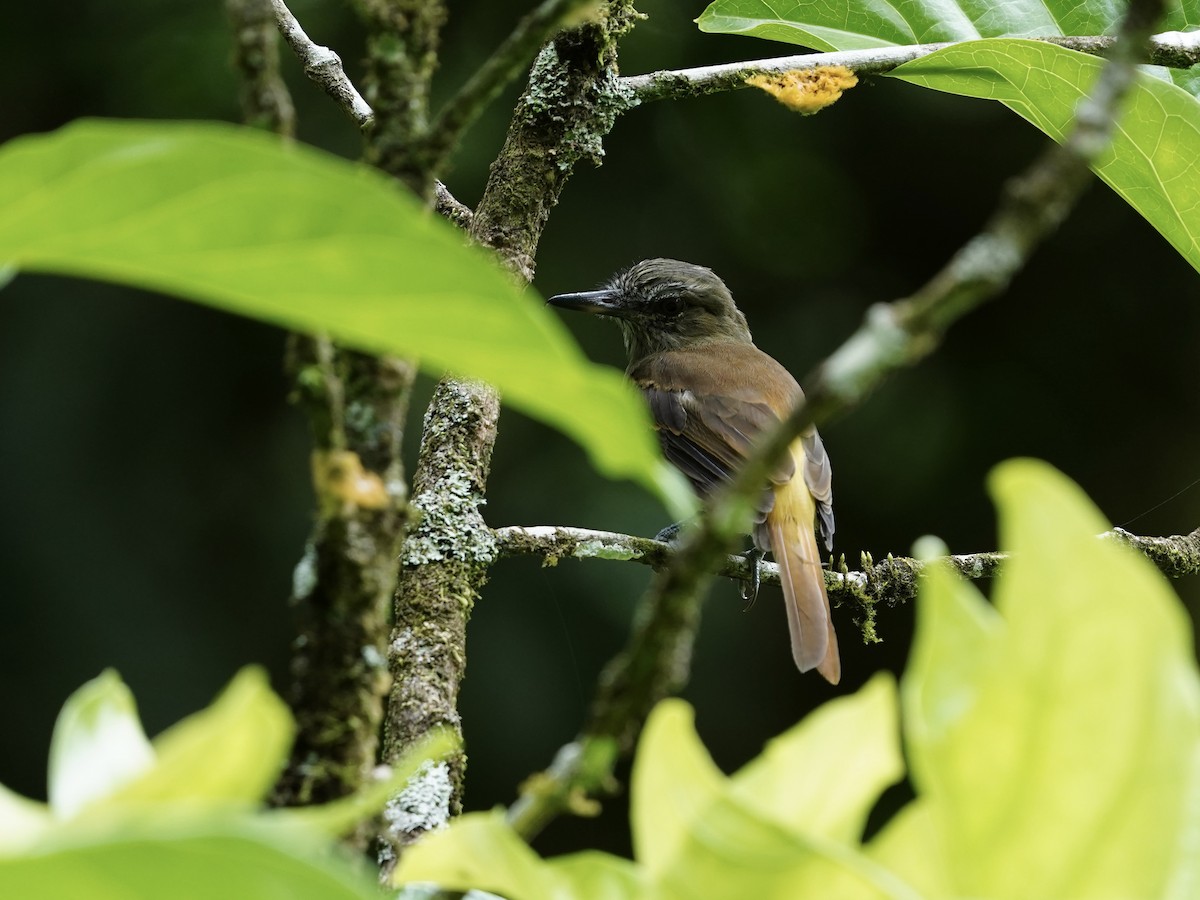 カギハシタイランチョウ - ML643738515