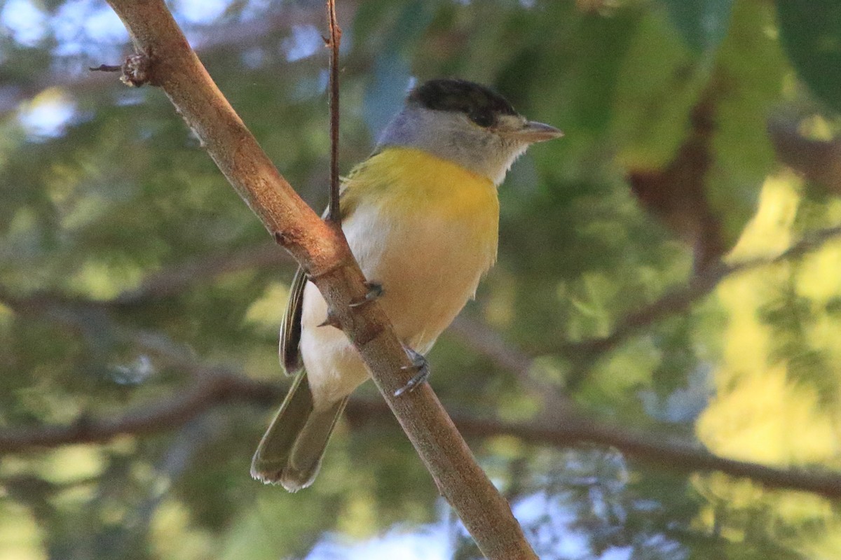 Green-backed Becard - ML643738525