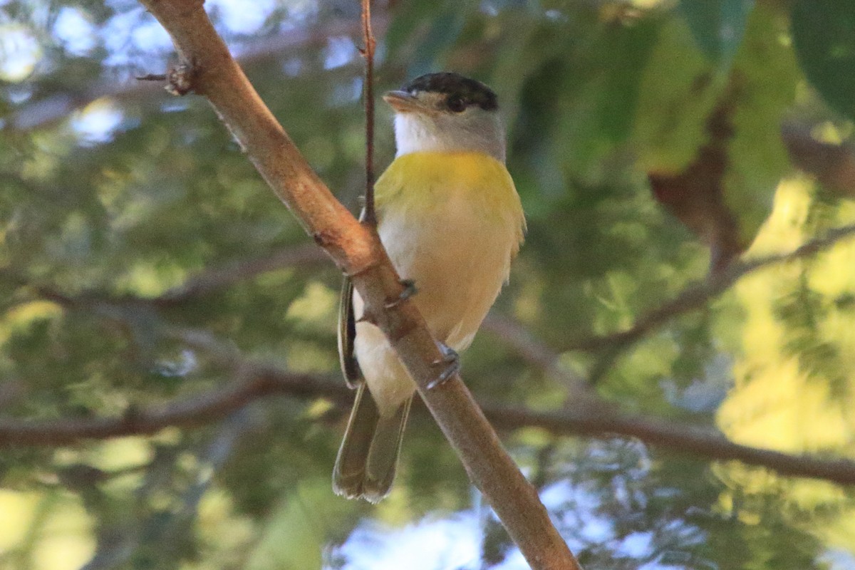 Green-backed Becard - ML643738526