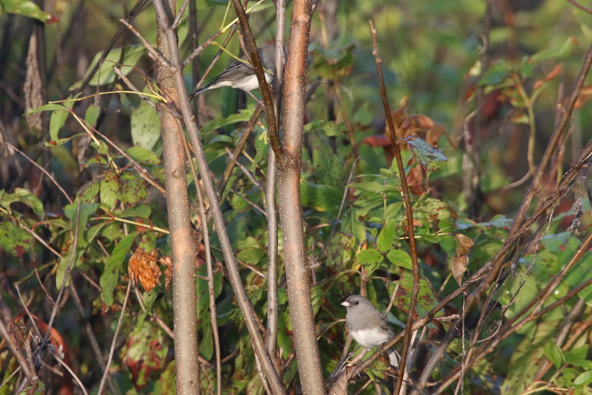 Dark-eyed Junco - ML643738528