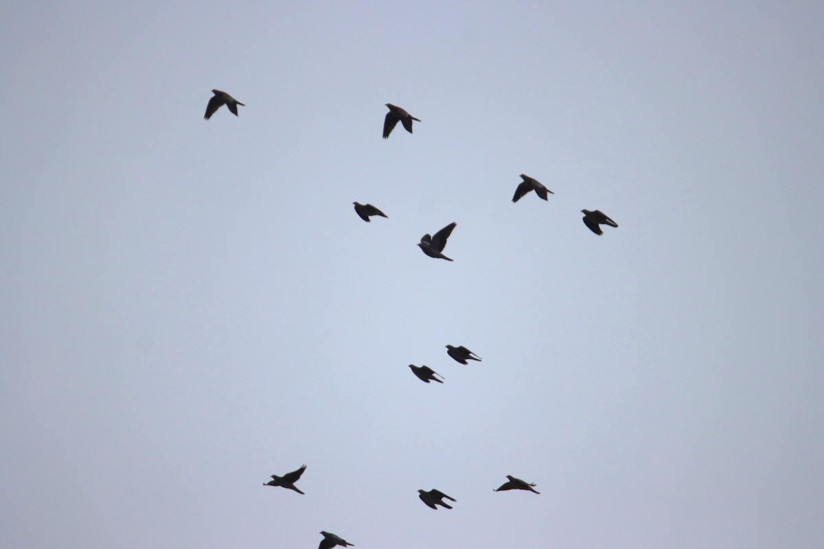 Band-tailed Pigeon - ML643738556