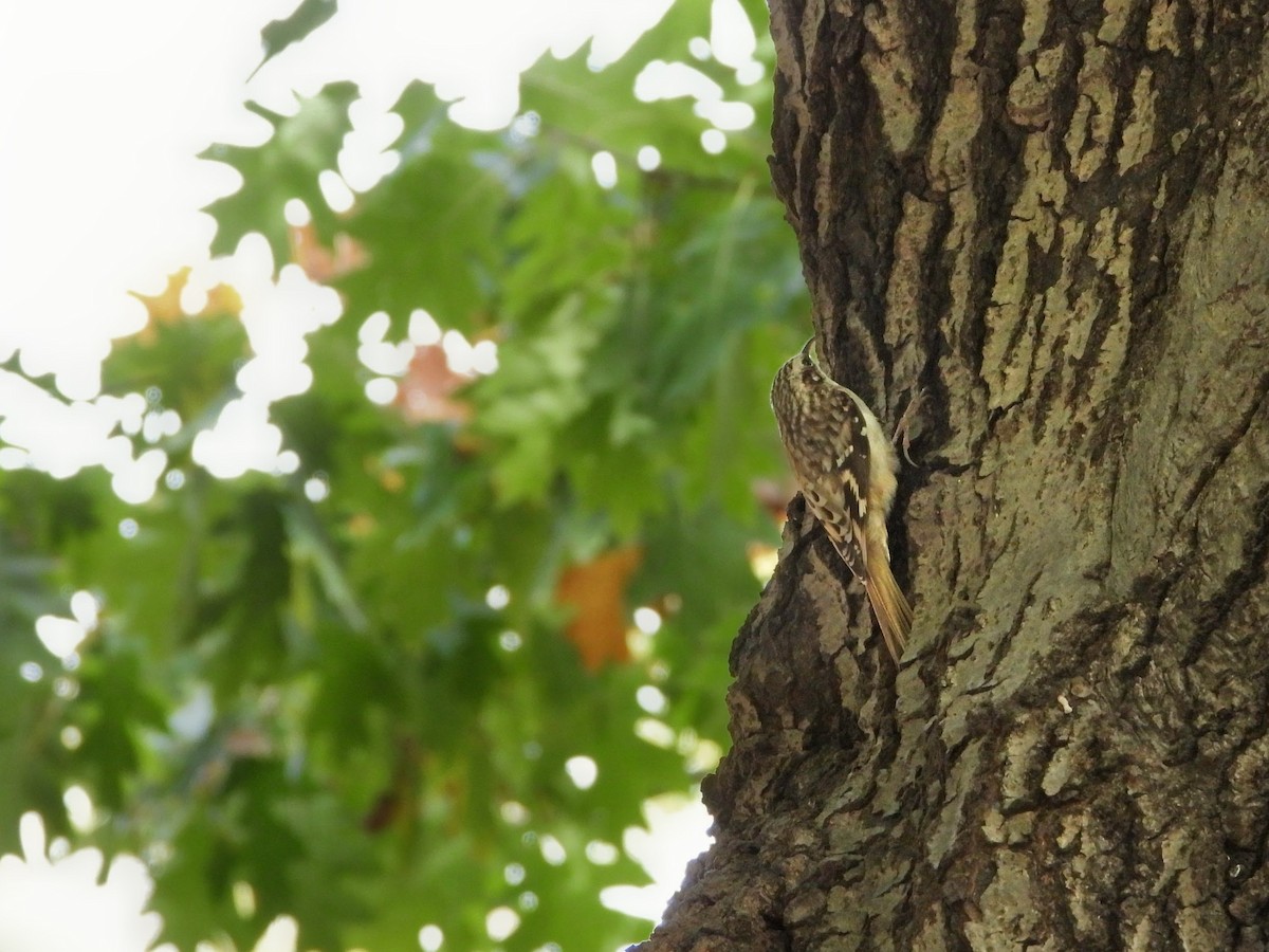 Brown Creeper - ML643738569