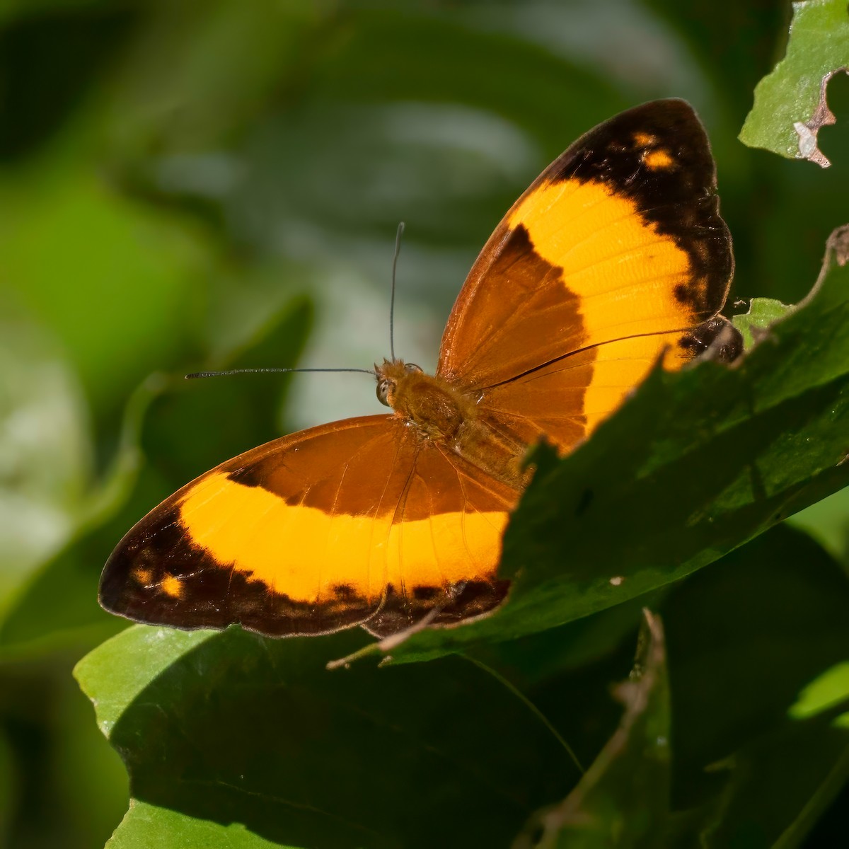 Bordered Rustic - ML643738574