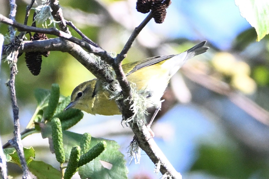 Tennessee Warbler - ML643738605