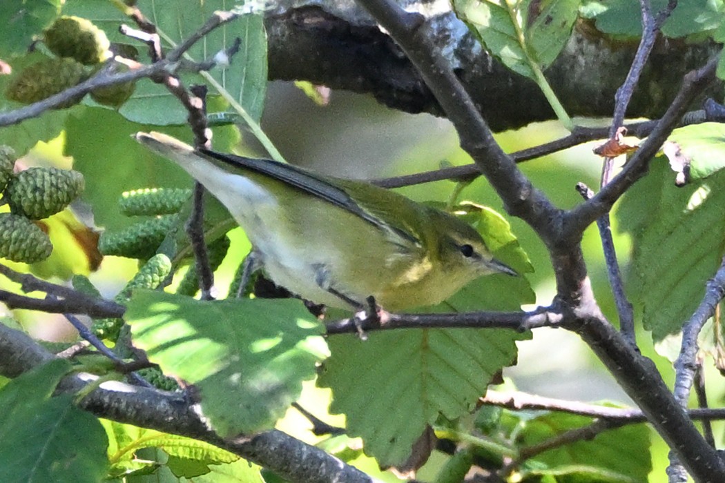 Tennessee Warbler - ML643738606