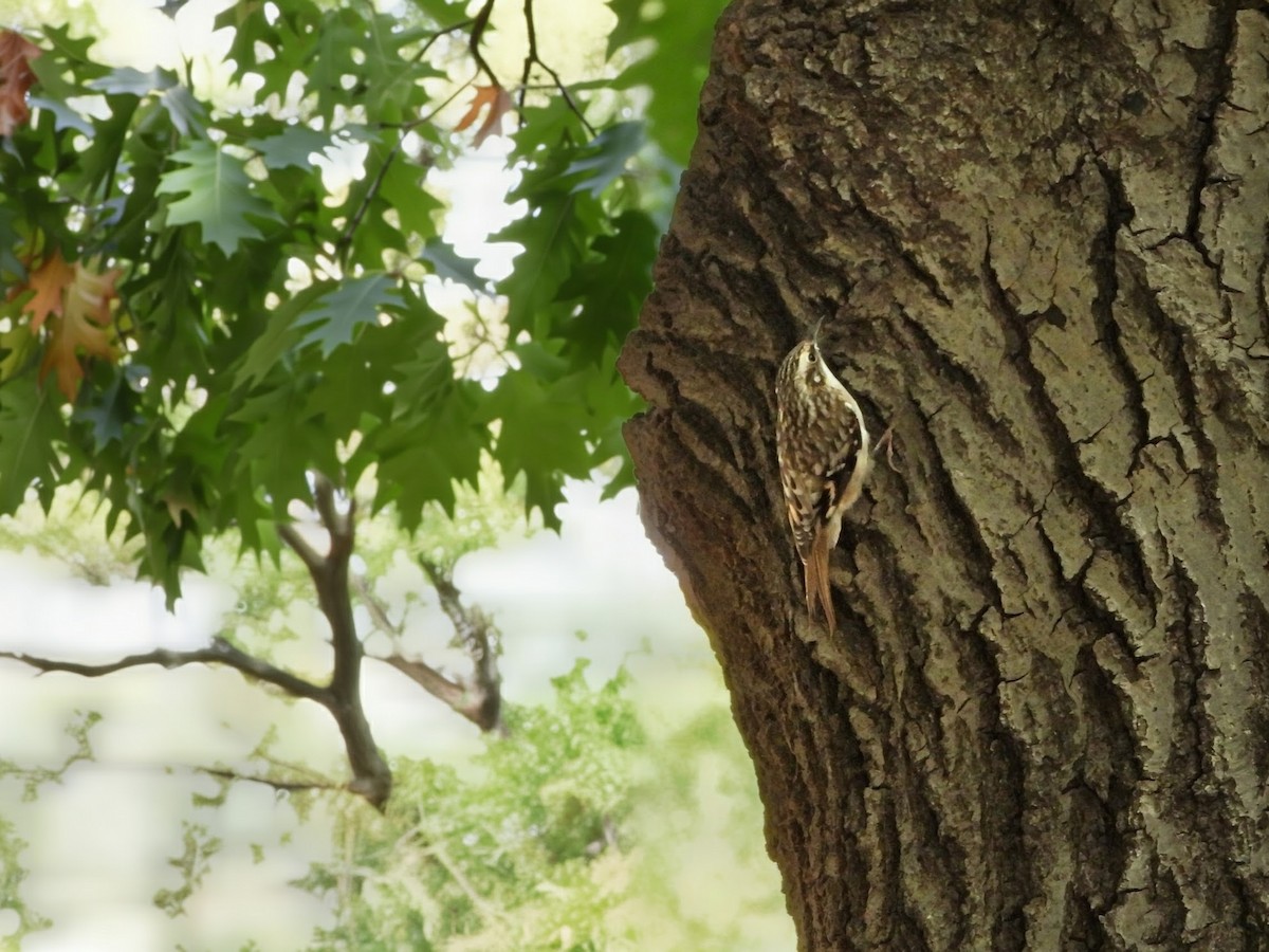 Brown Creeper - ML643738616