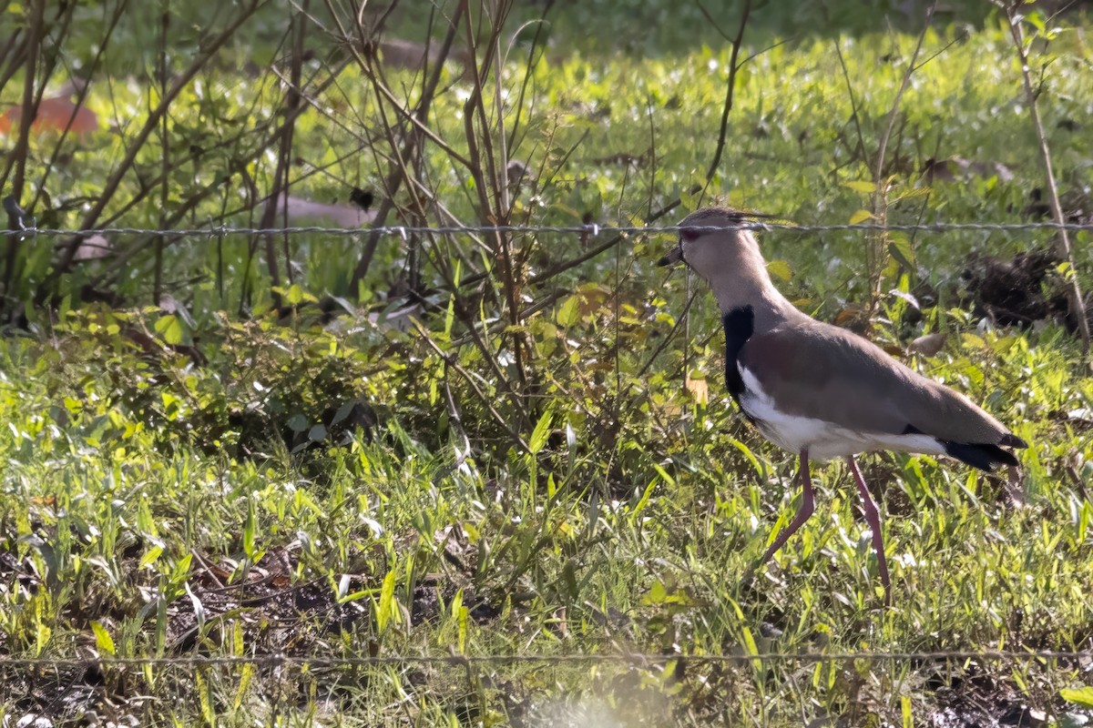 Southern Lapwing - ML643738632