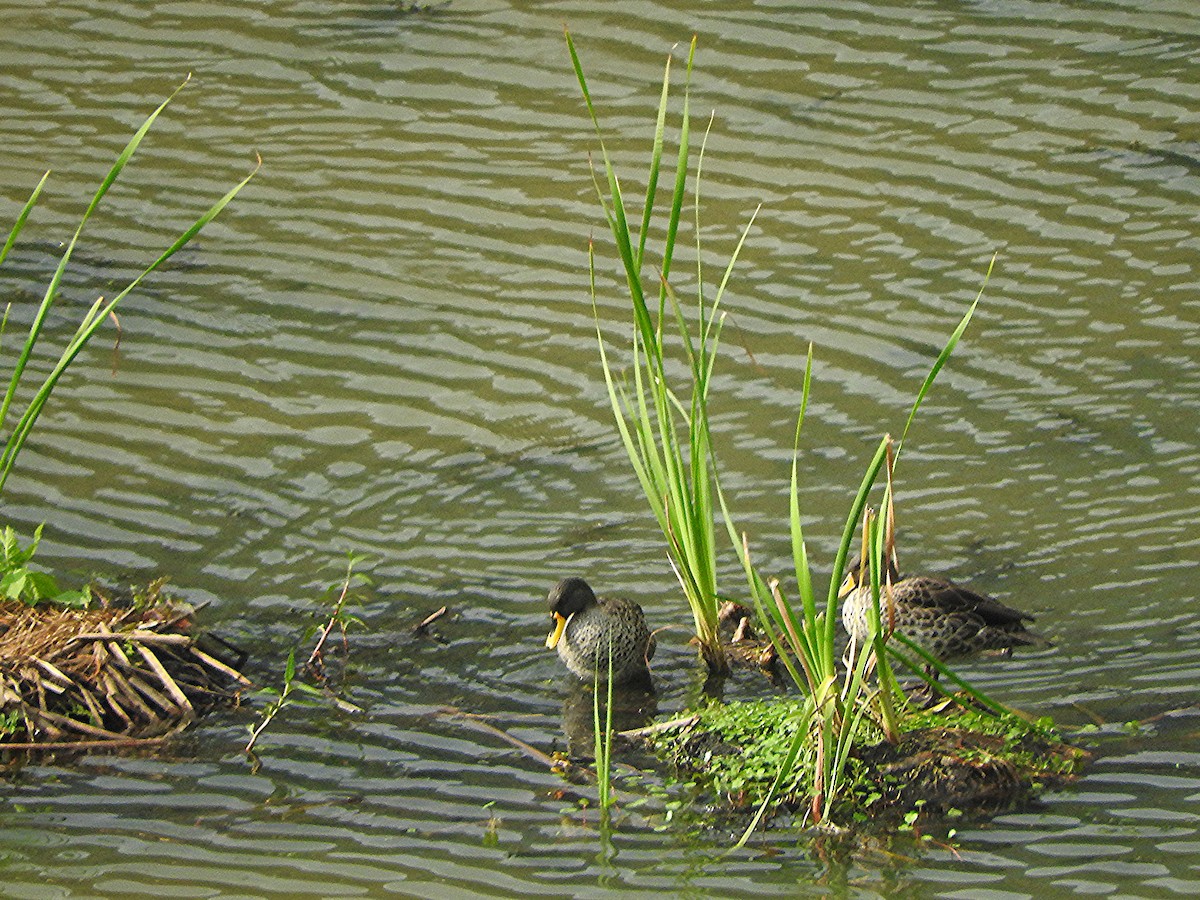 Yellow-billed Duck - ML643738636