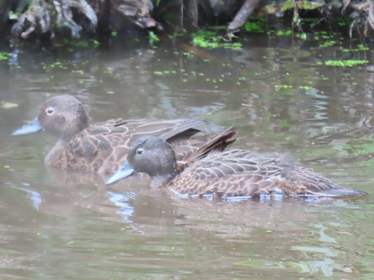 Brown Teal - ML643738651