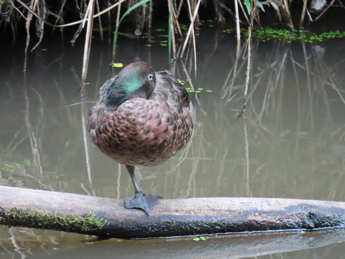 Brown Teal - ML643738652