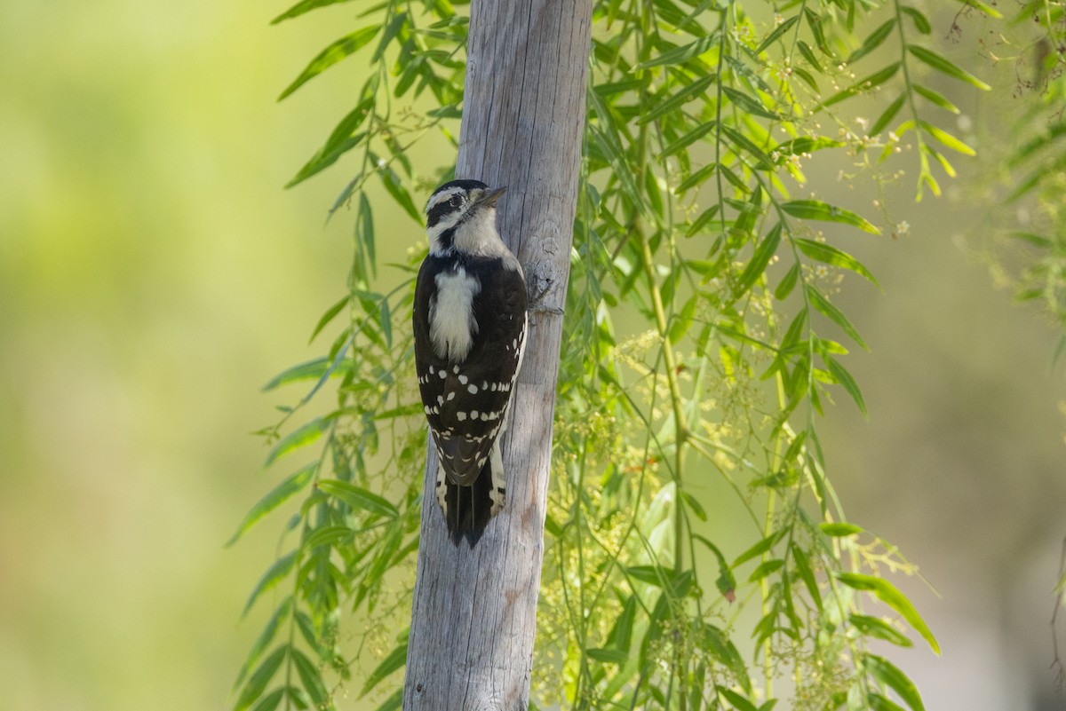 Downy Woodpecker - ML643738654