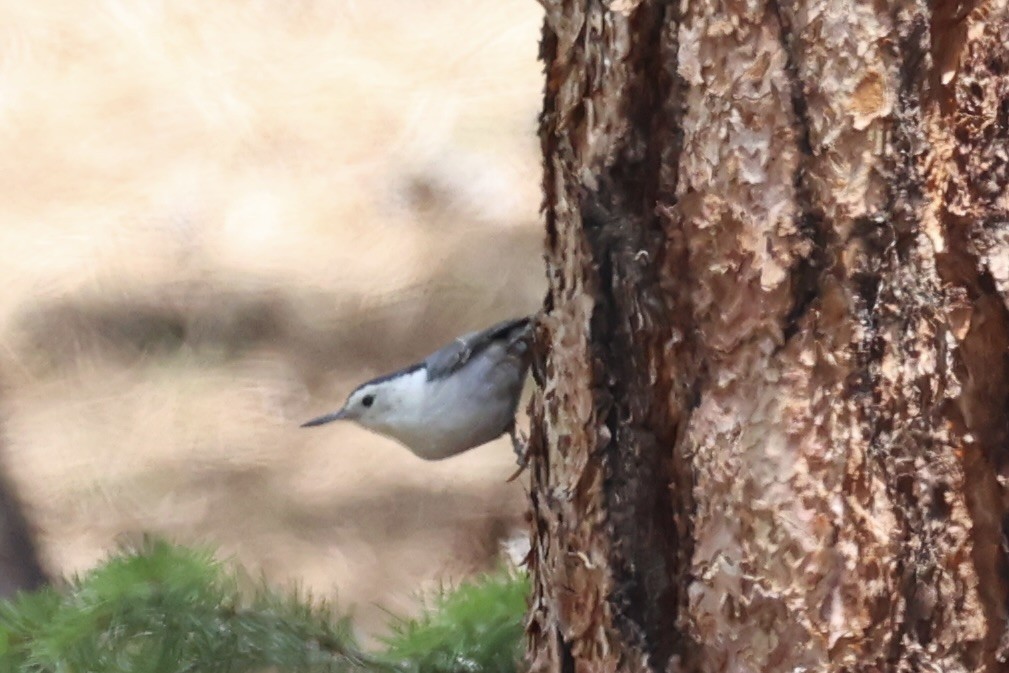 White-breasted Nuthatch - ML643738655