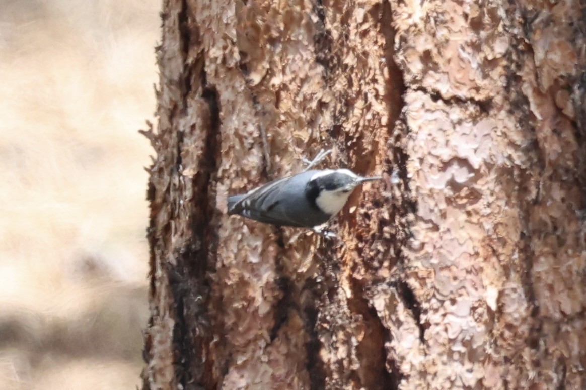 White-breasted Nuthatch - ML643738656