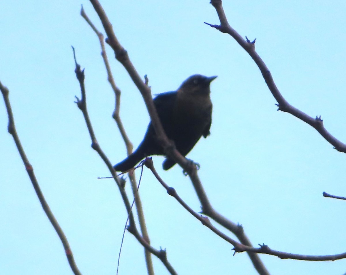 Rusty Blackbird - ML643738660