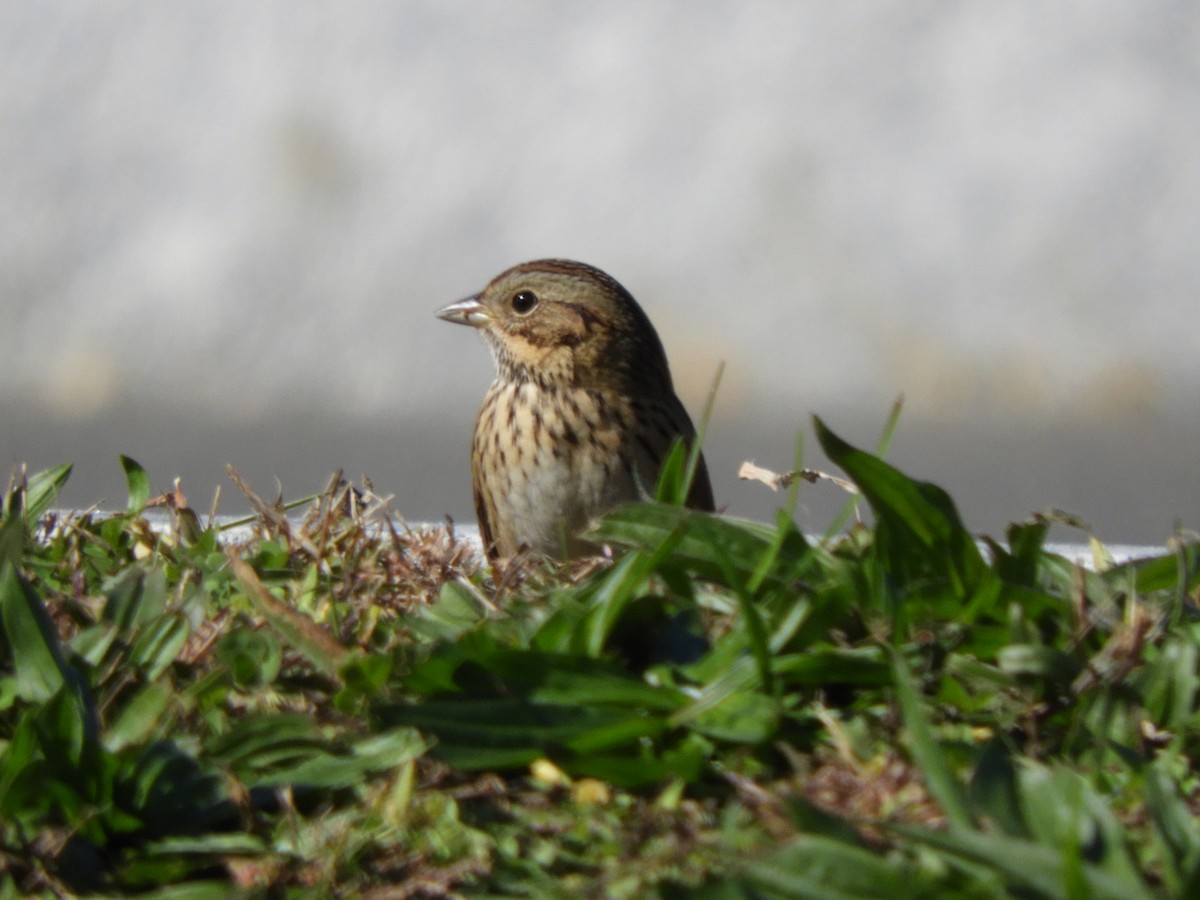 Lincoln's Sparrow - ML643738661