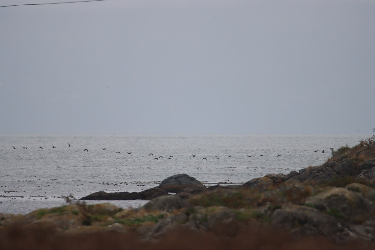 Brandt's Cormorant - ML643738672