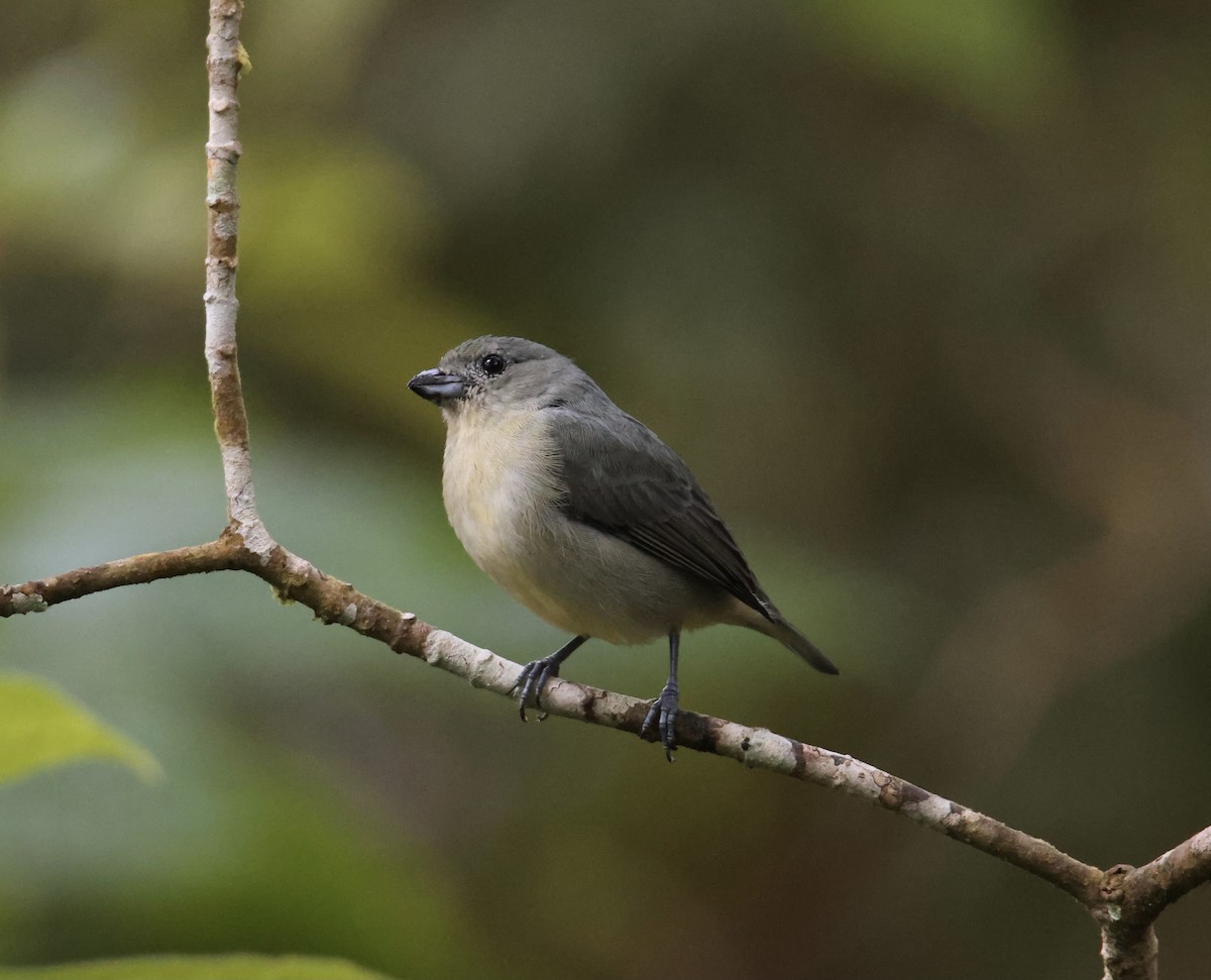Plain-colored Tanager - ML643738677