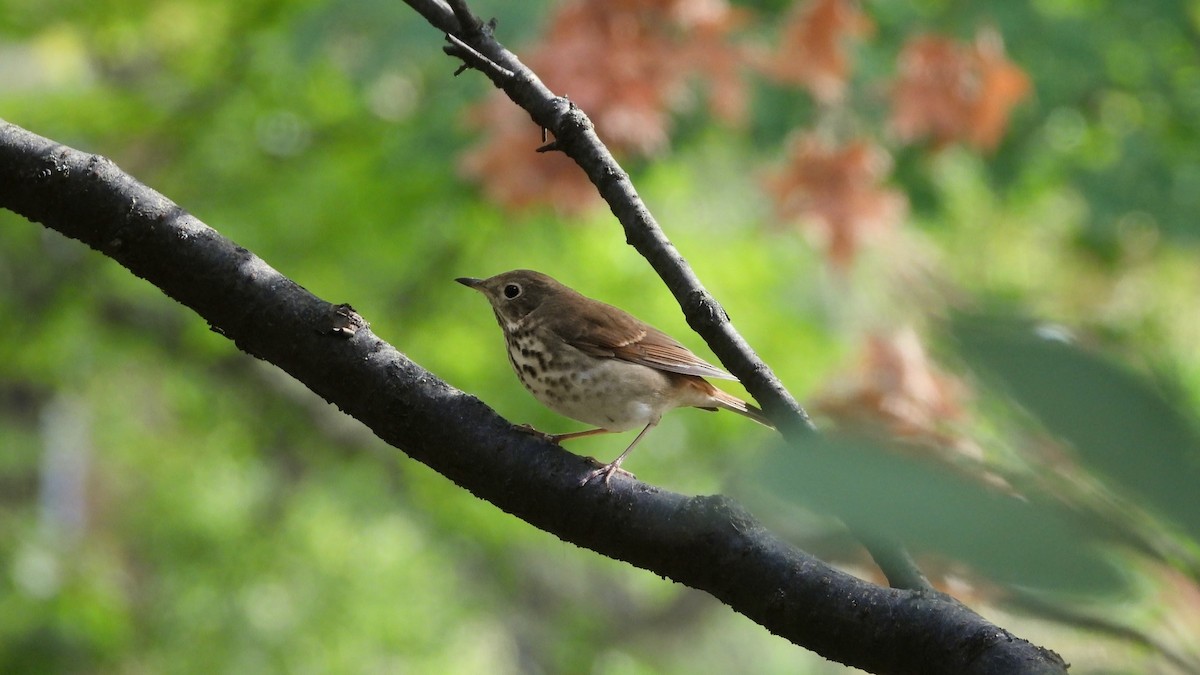קיכלי חלוד-זנב - ML643738679