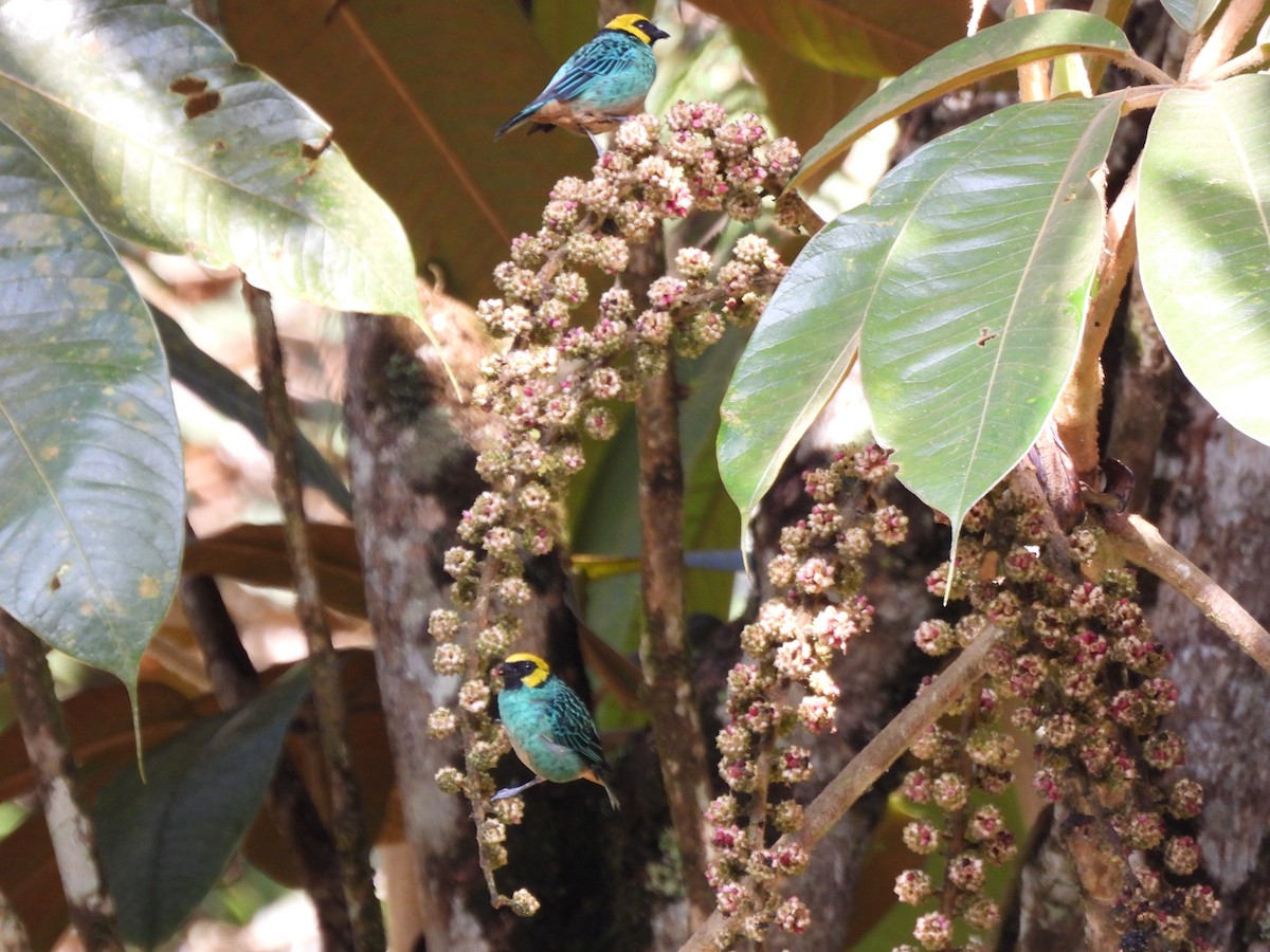 Saffron-crowned Tanager - ML643738687