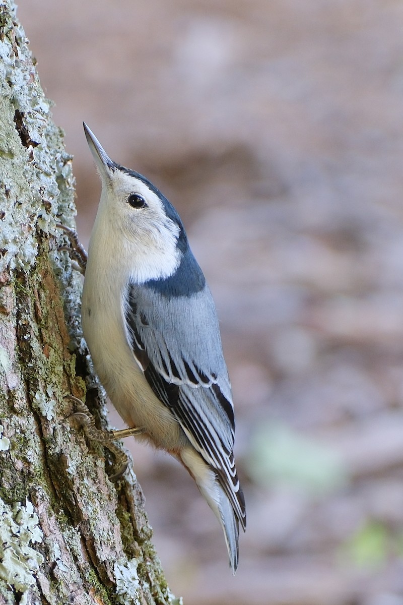 White-breasted Nuthatch - ML643738697