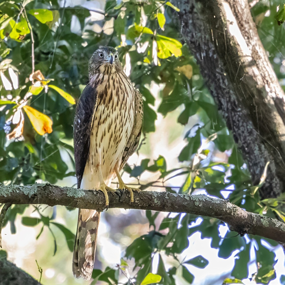 Cooper's Hawk - ML643738703
