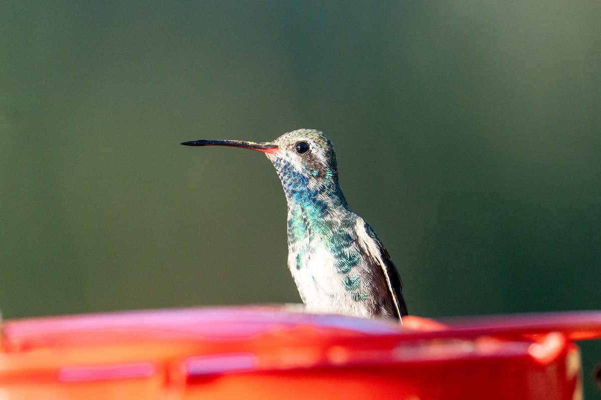 Breitschnabelkolibri - ML643738718