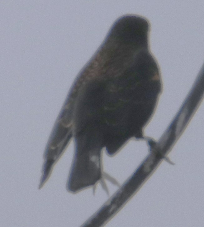 Red-winged Blackbird - ML643738787