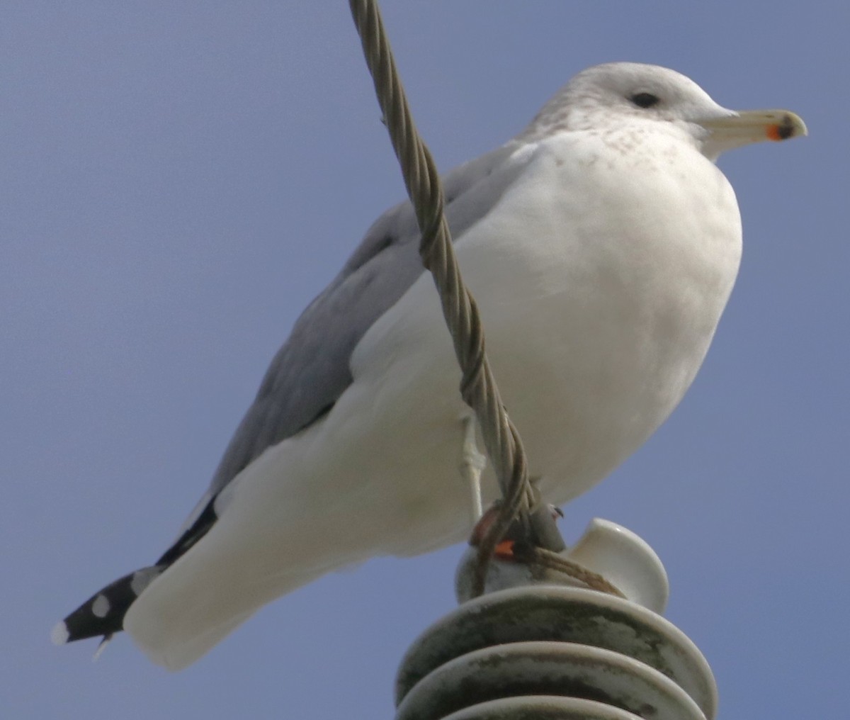 California Gull - ML643738788