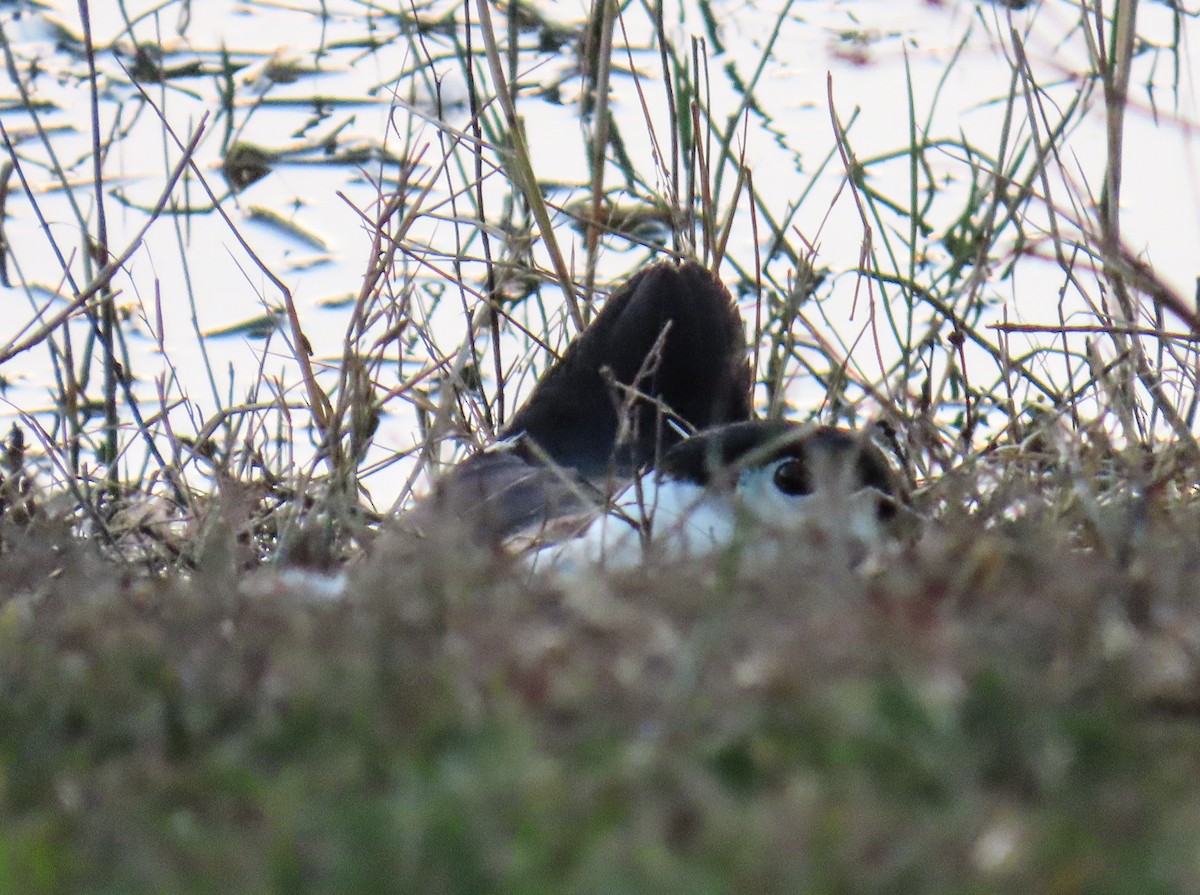 duck sp. - ML643738802