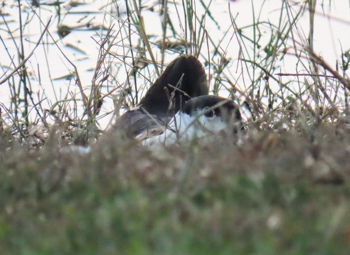 duck sp. - ML643738804