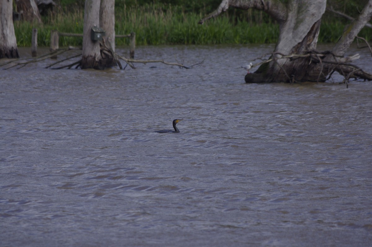 storskarv - ML643738809